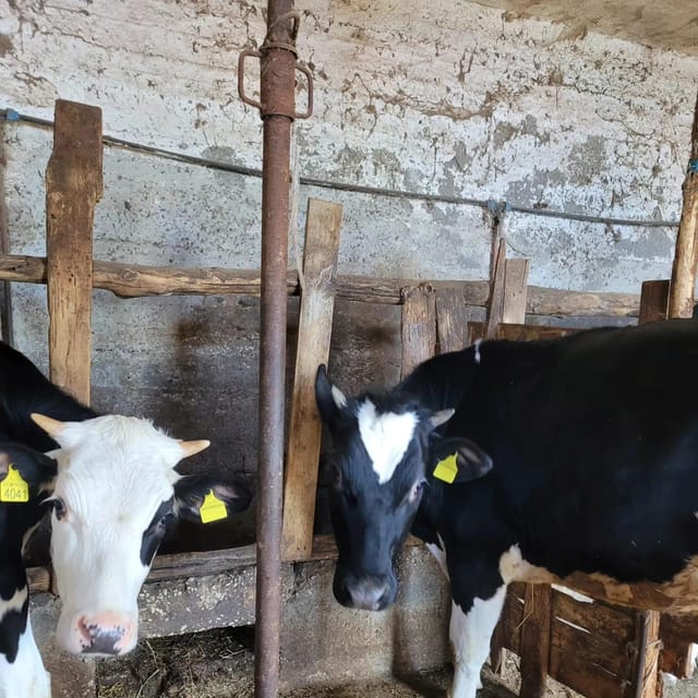Amalfi: Learn how to make pasta, mozzarella and tiramisù! - Making mozzarella from the farms milk