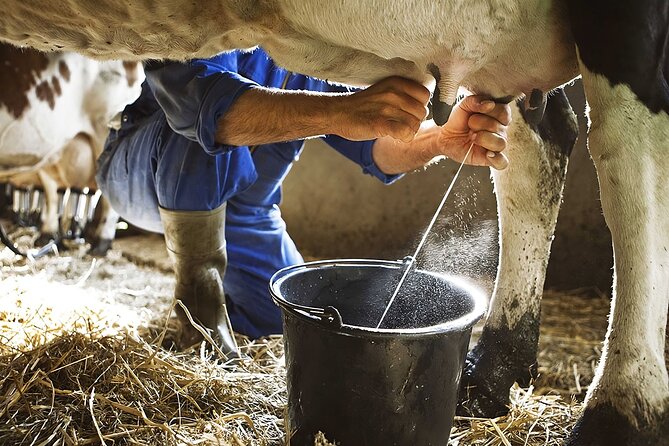 Amalfi: Milk cows, make pasta, mozzarella and tiramisu! - Tiramisu First, Using Nonna Maria’s Recipe
