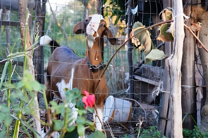 Amalfi: Milk cows, make pasta, mozzarella and tiramisu! - The Meal at the End
