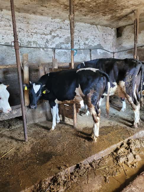 Amalfi: Milk the cows, Make Pasta, Mozzarella and Tiramisù! - Key points at a glance
