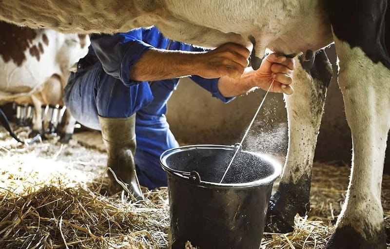 Amalfi: Milk the cows, Make Pasta, Mozzarella and Tiramisù! - A family farmhouse above Amalfi