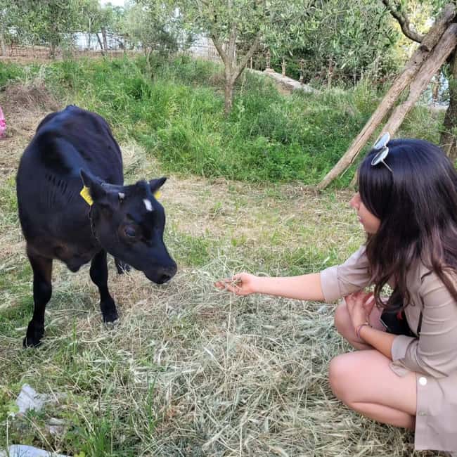 Amalfi: Milk the cows, Make Pasta, Mozzarella and Tiramisù! - Meeting the cows and learning to milk by hand