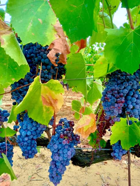 Florence: Countryside Tour with Wine Tasting & Pasta Class - FAQ