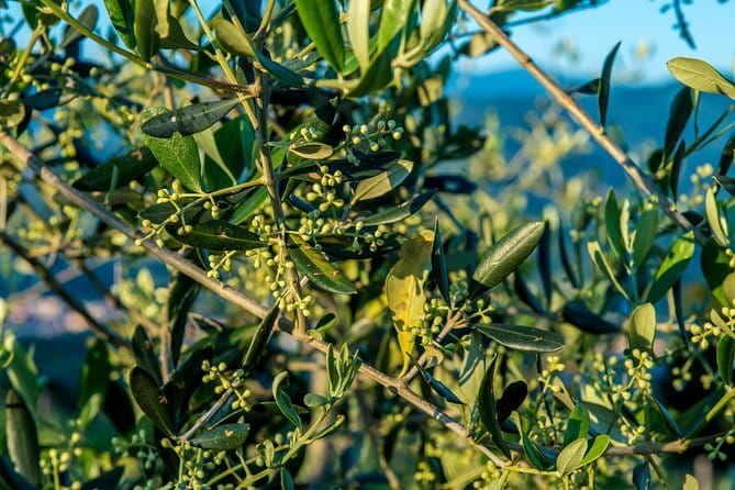 Florence Food Tour: Home-Made Pasta, Truffle, Cantucci, Olive Oil, Gelato - The Extra Food: Panini, Bolognese, and Local Shops