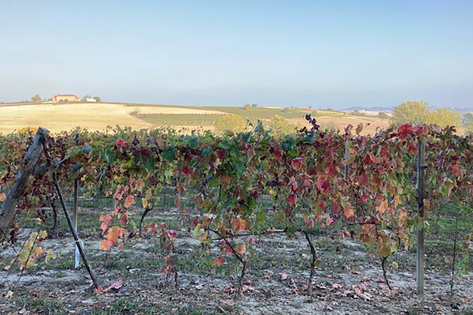 Fresh pasta with a view near Asti – Langhe, Roero, Monferrato - Is the $90.02 Price Good Value?