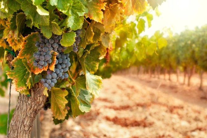 Private Pisa, Pasta and Chianti Lovers Wine Experience from La Spezia - Who will enjoy this tour most