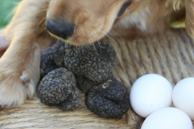 Truffle Hunting and Handmade Pasta in Ascoli Piceno - Collecting Eggs and Making Handmade Tagliatelle