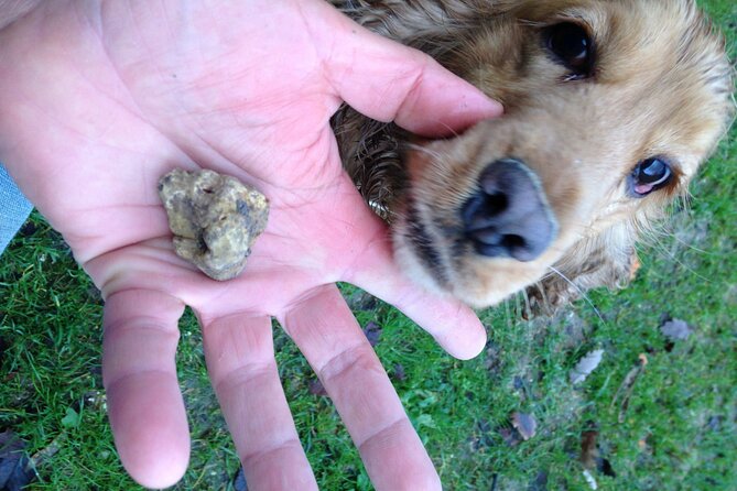 Truffle Hunting and Handmade Pasta in Ascoli Piceno - Is $168.58 a Fair Price?