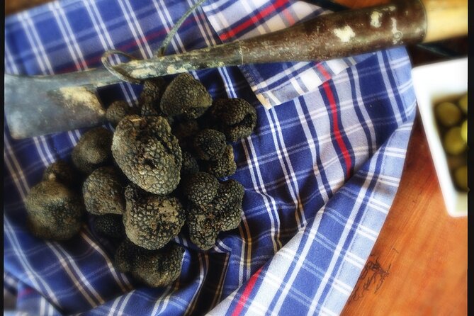 Truffle Hunting and Handmade Pasta in Ascoli Piceno - Why the Dogs Make This Experience Special