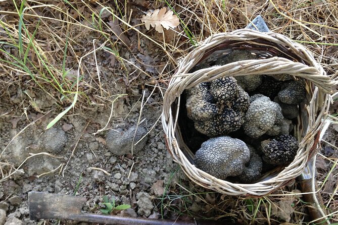 Truffle Hunting and Handmade Pasta in Ascoli Piceno - Who Will Enjoy It Most?
