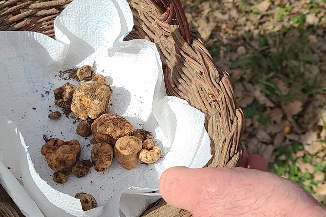 Truffle Hunting in Chianti, pasta class and lunch - Key points to know before booking