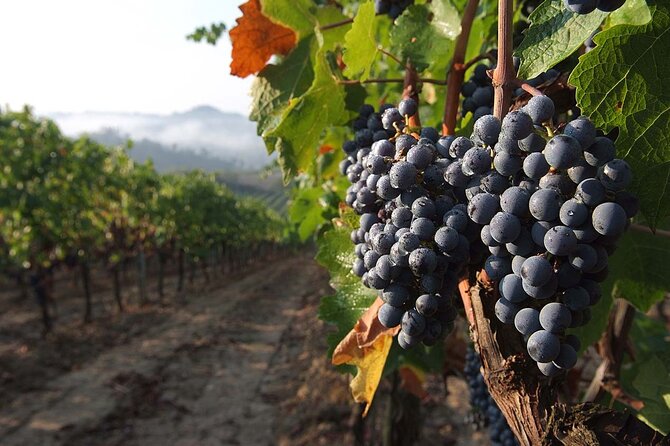 Tuscany Express Experience: Pasta Class & Wine Tour from Florence - What the $217.77 price really covers