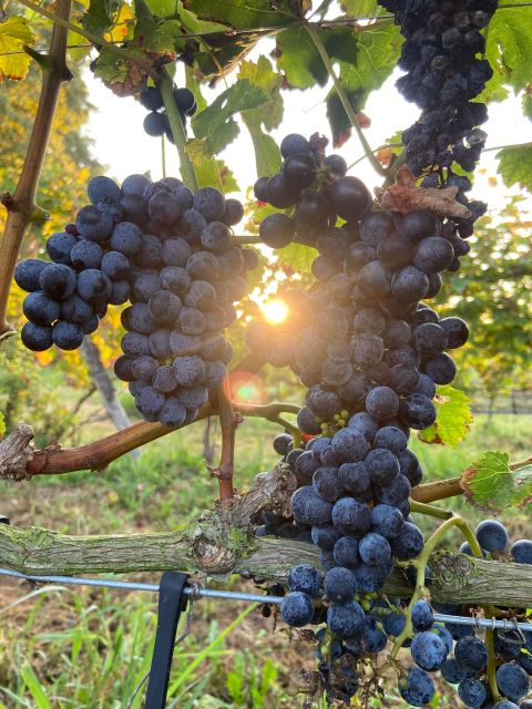 Verona: Pasta Cooking Class with Wine Tasting - Who will enjoy this Verona cooking class